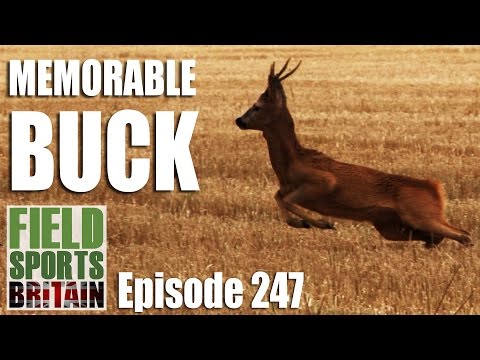 Fieldsports Britain – Memorable Buck Fieldsports Britain – Memorable Buck