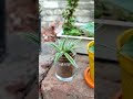 Planter For My Cute Little Niece Recycling Fun Spiderplant Babyspider Rawvideos Selfimproving