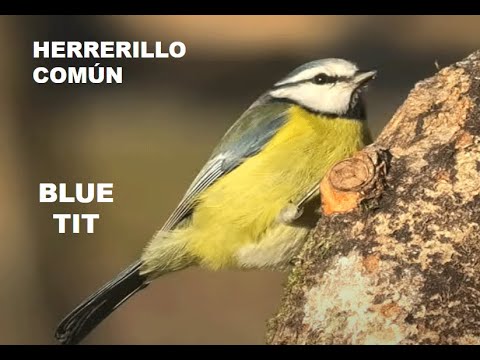 HERRERILLO COMÚN | BLUE TIT | Parus caeruleus
