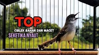 Download lagu CIBLEK SEMI GACOR AMPUH UNTUK PANCINGAN CIBLEK BAHAN DAN MASTERAN CIBLEK MACET SEKETIKA NYAUT mp3