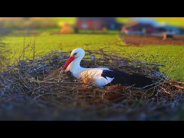 Live webcam view of Storch's Nest at Menkebach