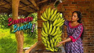 Download lagu How delicious the Plantain Sweets are one could sa... mp3