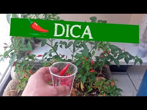 download lagu mp3 mp4 Pimenteira, download lagu Pimenteira gratis, unduh video klip Pimenteira