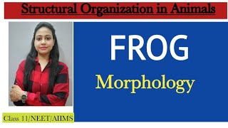 Ch-7 Structural organization in animals | Morphology of FROG 🐸 | Class 11 Biology/NEET