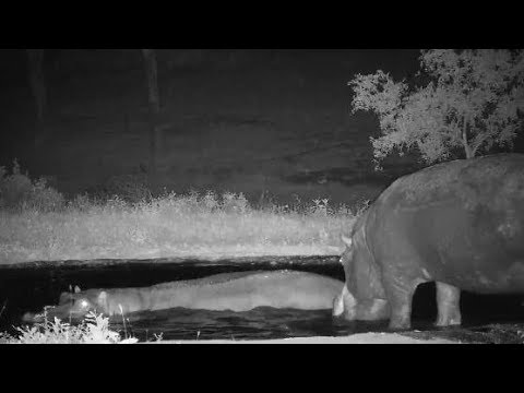 Djuma: Two Hippos leave dam and go to new pan - 23:27 - 12/30/19