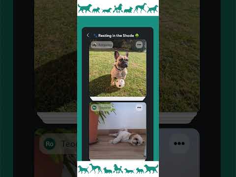 DogPack: Dog Friendly Spots video thumbnail