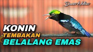 Download lagu KONIN GACOR FULL ISIAN TEMBAKAN BELALANG EMAS PANJANG AMPUH UNTUK MATERI KOLIBRI NINJA BAHAN LOMBA mp3 Download lagu KONIN GACOR FULL ISIAN TEMBAKAN BELALANG EMAS PANJANG AMPUH UNTUK MATERI KOLIBRI NINJA BAHAN LOMBA mp3