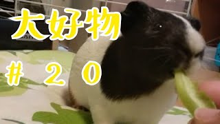 【モルモット】今日の親びんさん、好物増えました！#20【guineapig】