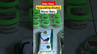 Download lagu Adu Voer for magpie #muraibatugacor #muraibatu #voermurai #voertopsong #voergoldcoin mp3