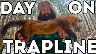 A Day on the Trapline (Marten and Fisher)