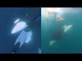 Diver Has Breathtaking Encounter With Pod Of Playful Orcas