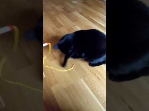 Home Loving Pets video.