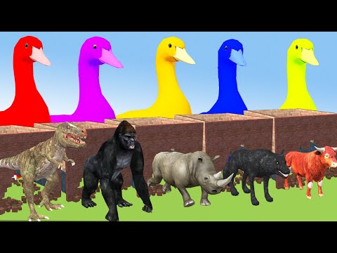 Five Ducks opening Magic Box to choose the right animal