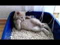 funny-cats-11-07-2017