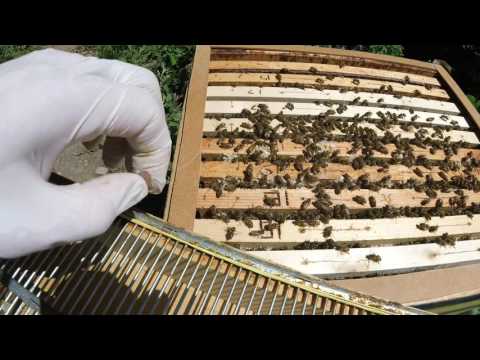 Purulenta infiammazione delle ossa e delle articolazioni Se larticolazione dolorante sul trattamento gamba