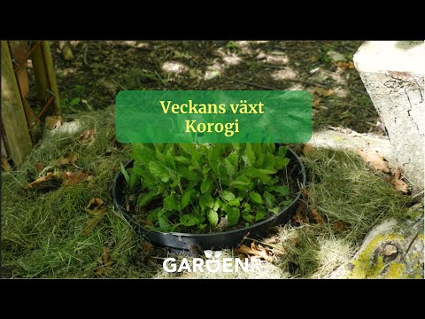 Veckans växt Korogi - Trädgårdshacks med GardenR