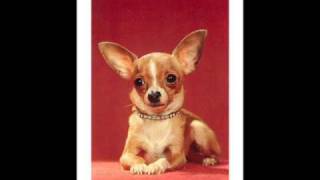 Perez Prado - Chihuahua