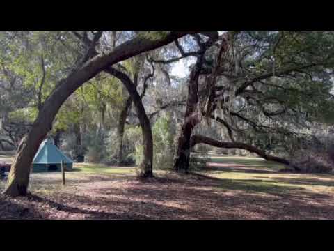 Spanish moss