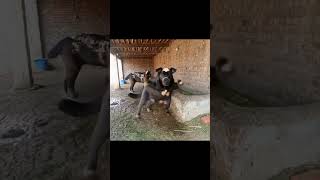 buffalo #funnyvideos #buffalo video #buffalos #buffalo sound #buffalo short #animals