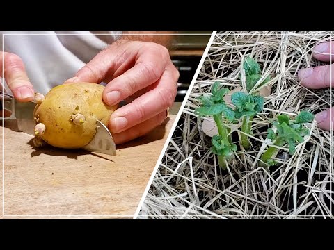 , title : 'GROW POTATOES from STORE BOUGHT - Save Money, Grow Food'