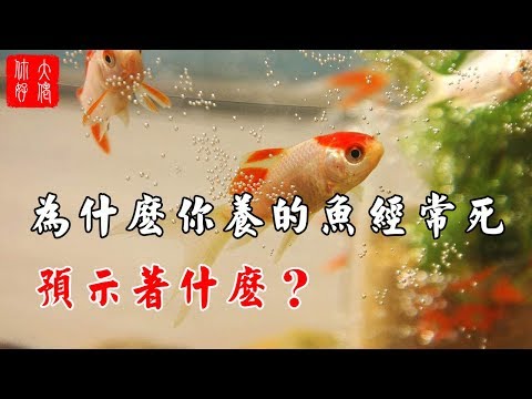 魚一直死風水