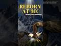This Eagle Breaks Its Own Beak To Be Reborn
