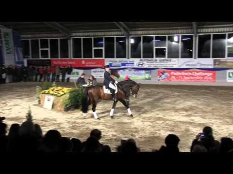 Franziskus, 8 jähriger Hengst von Fidertanz x Alabaster