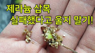 제라늄 삽목 아무나하는거 아닙니다(먼가 해보려던 초보 가드너의 실패기)