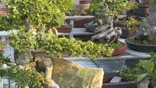 Download lagu china bonsai mp3