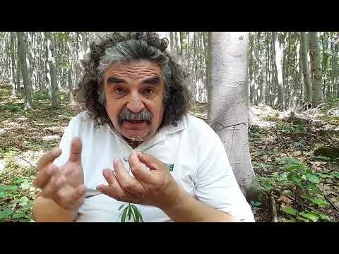 Botanikus a konyhában - 243. Szagos müge