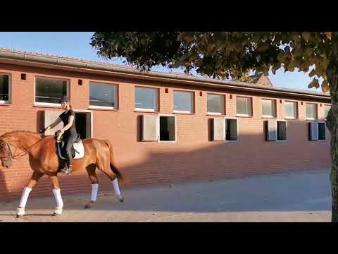 3j Wallach von Sarotti Mokka Sahne x Weltruhm - For Sale!