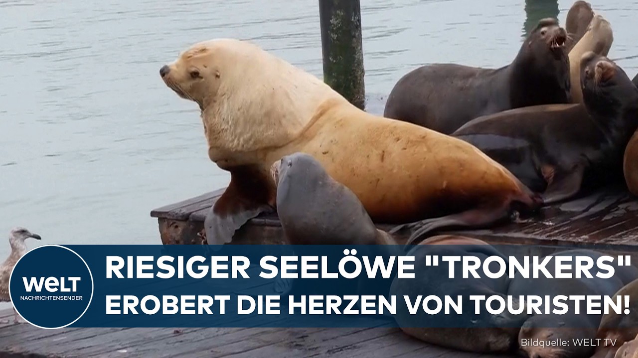 SAN FRANCISCO: Gigantischer Seelöwe sorgt für Staunen! "Tronkers" geht viral und wird zum Star!