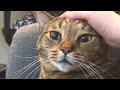 Shelter Cat Uses Sweetest Meow To Get Adopted