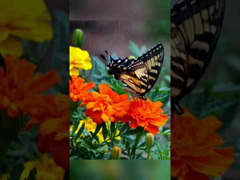 #butterfly 🦋🌸🌿🦋 #marigoldflower #flowers #flowergarden #naturebeauty  #shortsvideo #shorts #viral