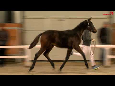 Hoppeføl HP Summer Breeze e. For Romance II x Fürstenball x Friedensfürst.