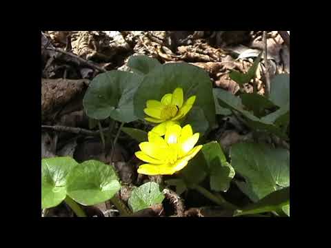 06a Jarné kvety 2003 HD