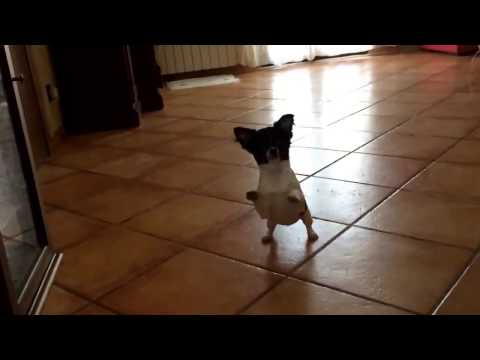 Chihuahua - Funny videos