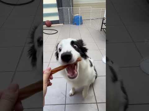 Dog gets food #shorts #hashtag #dog #subscribe #pudding #food #short #dogs #pets