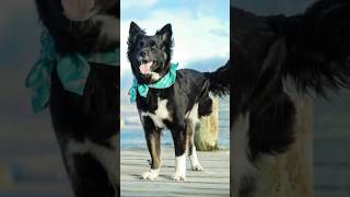 Download lagu International Tripawd Awareness Day #threeleggeddog #tripoddogs #tripawd #wimba mp3 Download lagu International Tripawd Awareness Day #threeleggeddog #tripoddogs #tripawd #wimba mp3