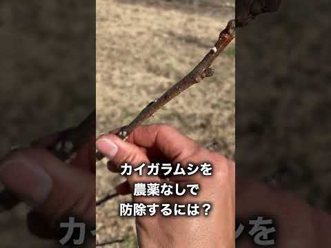 庭のコナカイガラムシの治療法: 祖母の効果的な 5 つの治​​療法  庭園