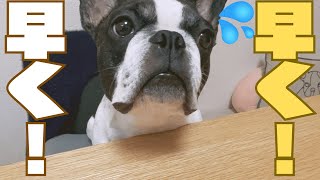 みかんに目がない愛犬🐶