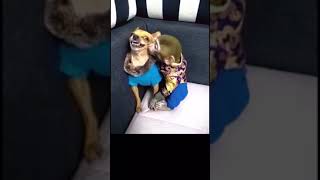 Funny Videos 2021 ● #shorts