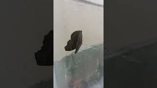 beautiful butterfly 🦋 has come to my house because of the rain 🌧️🌧️🌧️🌧️🦋🦋🦋🦋❤️❤️🌧️🌧️🌧️🌧️🌧️🌧️🌧️