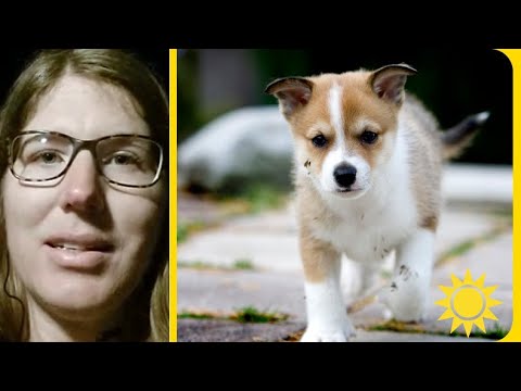 Oro för att hundar överges efter pandemin: ”Tänk efter innan” - Nyhetsmorgon (TV4)