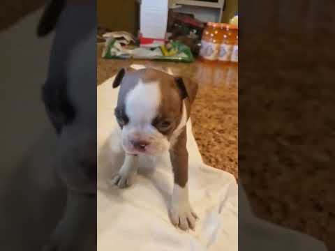 Adopt little chubby Needs a new home
