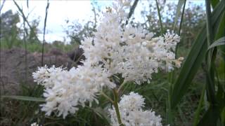 preview picture of video 'Astilbe (Astilbe arendsii 'Praecox Alba') / False spirea - 2014-06-20'