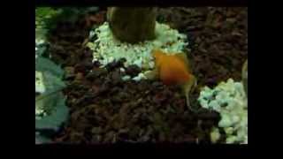 Incomplete fish tank