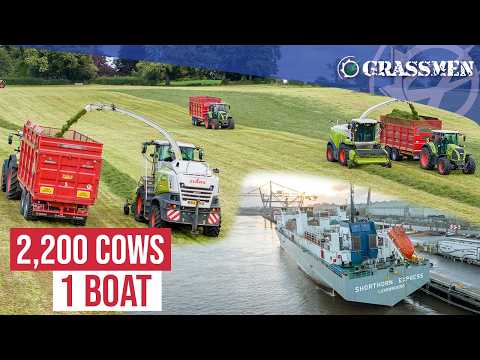 Ireland's BIGGEST Cattle Shipment to AFRICA!!! with Scally Silage