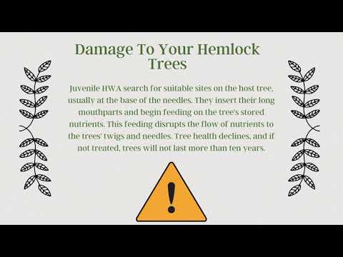 All About the Hemlock Woolly Adelgid in Connecticut