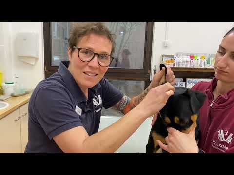 Hunde-Ohren richtig reinigen und was man Besitzer:innen erklärt